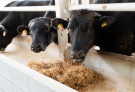 脈々と受け継がれる血統管理